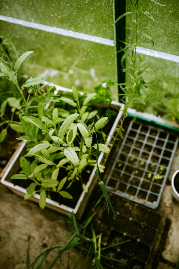 Standard Cold Frame