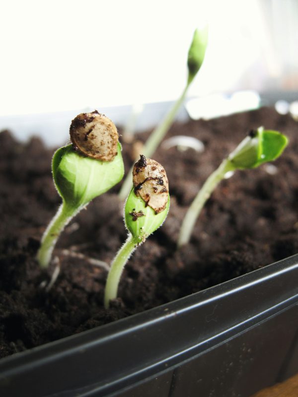 Compact Cold Frame